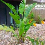 Giant White Bird of Paradise (Strelitzia nicolai) Plant - Tropical Ornamental Plants