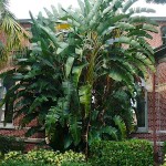 Giant White Bird of Paradise (Strelitzia nicolai) Plant - Tropical Ornamental Plants