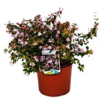 Pink Abelia (Abelia chinensis 'Edward Goucher') Shrub