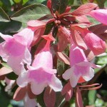 Pink Abelia (Abelia chinensis 'Edward Goucher') Shrub