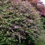 Pink Abelia (Abelia chinensis 'Edward Goucher') Shrub