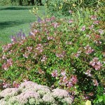 Pink Abelia (Abelia chinensis 'Edward Goucher') Shrub