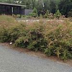 Pink Abelia (Abelia chinensis 'Edward Goucher') Shrub