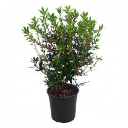 Chinese Pittosporum Shrub (Pittosporum heterophyllum) | Evergreen Shrubs & Trees Chinese Pittosporum Shrubs (Pittosporum heterophyllum)