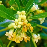 Αγγελική Μικρόφυλλη - Ετερόφυλλη (Pittosporum heterophyllum)