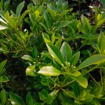 Αγγελική Μικρόφυλλη - Ετερόφυλλη (Pittosporum heterophyllum)