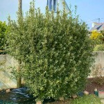 Αγγελική Μικρόφυλλη - Ετερόφυλλη (Pittosporum heterophyllum)