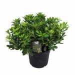 Αγγελική Νάνα ή Πιττόσπορο Νάνο (Pittosporum Tobira ‘Nanum’)