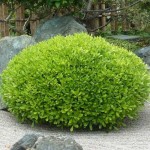 Αγγελική Νάνα ή Πιττόσπορο Νάνο (Pittosporum Tobira ‘Nanum’)