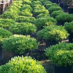 Αγγελική Νάνα ή Πιττόσπορο Νάνο (Pittosporum Tobira ‘Nanum’)