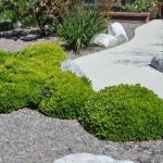 Αγγελική Νάνα ή Πιττόσπορο Νάνο (Pittosporum Tobira ‘Nanum’)