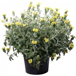 Ασφάκα (Phlomis fruticosa-Φλωμίς η θαμνώδης) Θάμνος - Καλλωπιστικοί Θάμνοι Ασφάκας