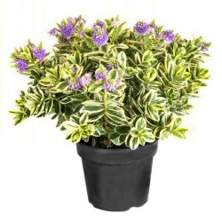 Variegated Veronica (Hebe x franciscana 'Variegata' - syn. Hebe x franciscana 'Silver Queen') Shrub Variegated Veronica (Hebe x franciscana 'Variegata') Shrub