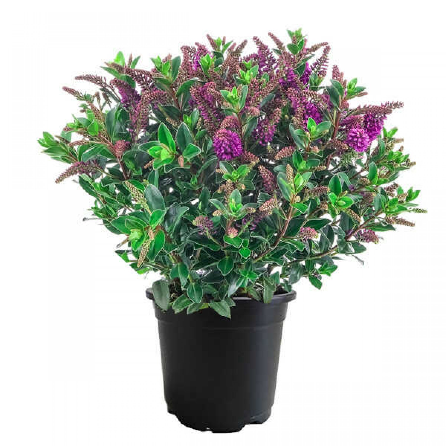 Showy Hebe (Hebe speciosa) Shrub - New Zealand Hebe Showy Hebe (Hebe speciosa) Shrub | Coastal Plants