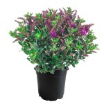 Showy Hebe (Hebe speciosa) Shrub - New Zealand Hebe Showy Hebe (Hebe speciosa) Shrub | Coastal Plants