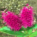 Showy Hebe (Hebe speciosa) Shrub - New Zealand Hebe Showy Hebe (Hebe speciosa) Shrub | Coastal Plants