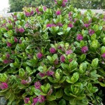 Showy Hebe (Hebe speciosa) Shrub - New Zealand Hebe Showy Hebe (Hebe speciosa) Shrub | Coastal Plants