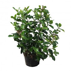 Laurustinus (Viburnum tinus) Shrub | Hedge & Flowering Plant