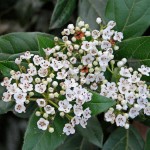 Βιβούρνο το κοινό (Viburnum tinus) | Φυτά Φυλλώματος - Ανθέων