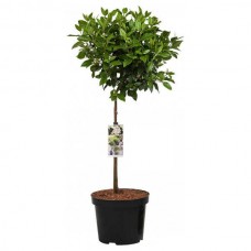 Laurustinus Ball on Stem (Viburnum tinus) Topiary Plant