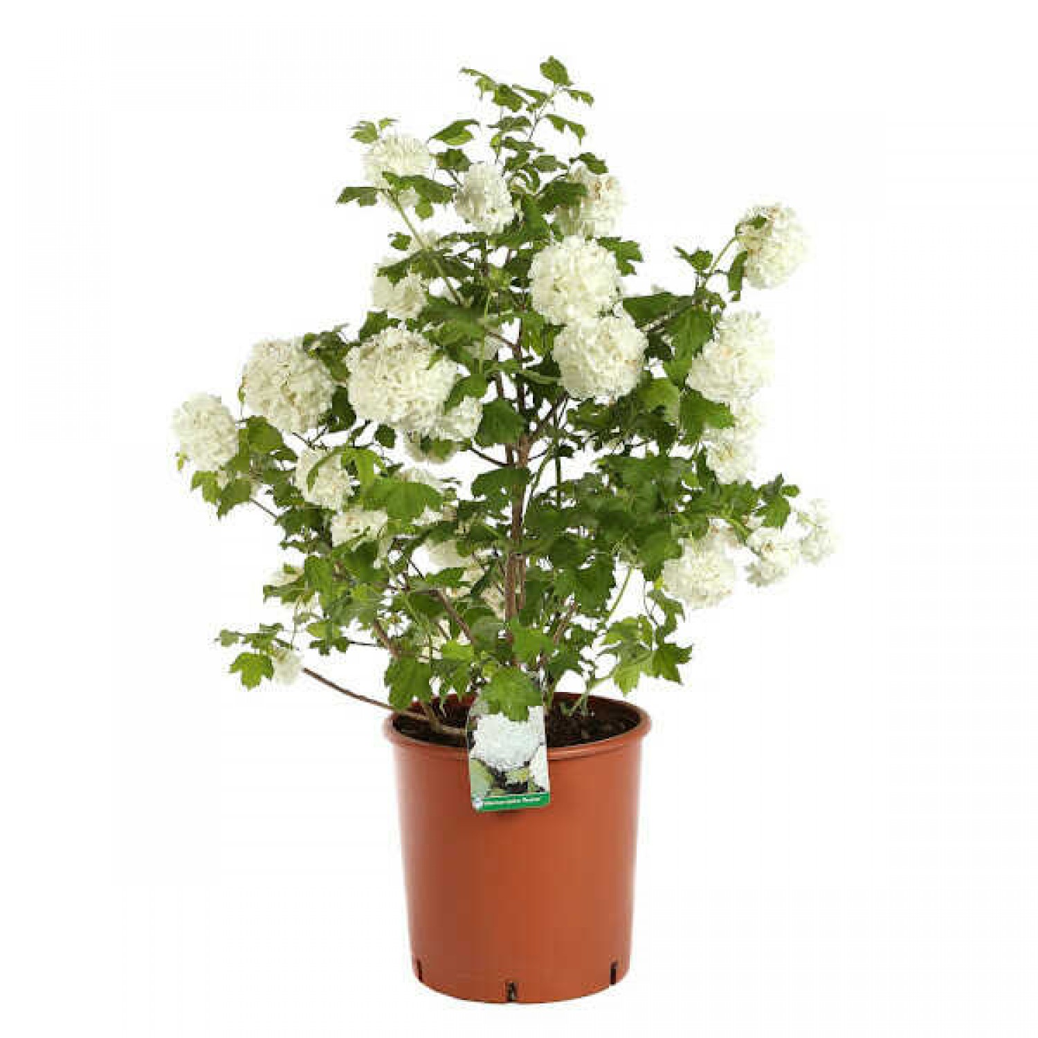 Guelder Roses (Viburnum opulus) | Hedge & Flowering Plants