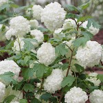 Guelder Roses (Viburnum opulus) | Hedge & Flowering Plants