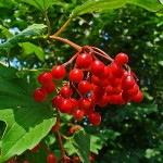 Βιβούρνα Χιονόσφαιρες (Viburnum opulus) | Ανθοφόροι Θάμνοι