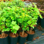 Guelder Roses (Viburnum opulus) | Hedge & Flowering Plants