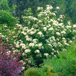 Βιβούρνα Χιονόσφαιρες (Viburnum opulus) | Ανθοφόροι Θάμνοι