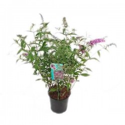 Butterfly Bush (Buddleja davidii) | Plants and Shrubs for Hedges and Flowering Butterfly Bush (Buddleja davidii) | kipogeorgiki.gr