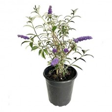 Dwarf Butterfly Bush (Buddleja davidii Nanho Purple) - Plants and Shrubs for Hedges and Flowering