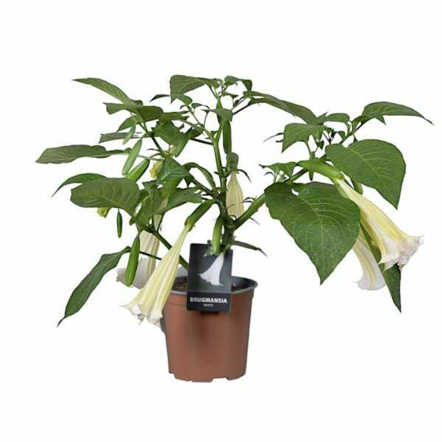 Μπρουγκμάνσια Λευκή - Σάλπιγγα των Αγγέλων Λευκή Φυτό