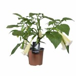 Μπρουγκμάνσια Λευκή - Σάλπιγγα των Αγγέλων Λευκή Φυτό