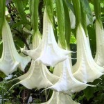 Μπρουγκμάνσια Λευκή - Σάλπιγγα των Αγγέλων Λευκή Φυτό