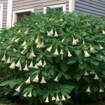 Μπρουγκμάνσια Λευκή - Σάλπιγγα των Αγγέλων Λευκή Φυτό