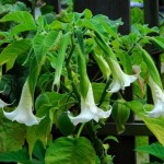 Μπρουγκμάνσια Λευκή - Σάλπιγγα των Αγγέλων Λευκή Φυτό