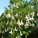 Μπρουγκμάνσια Λευκή - Σάλπιγγα των Αγγέλων Λευκή Φυτό