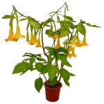 Μπρουγκμάνσια Χρυσή Κίτρινη - Σάλπιγγα των Αγγέλων Κίτρινη