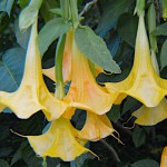 Μπρουγκμάνσια Χρυσή Κίτρινη - Σάλπιγγα των Αγγέλων Κίτρινη