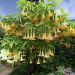 Μπρουγκμάνσια Χρυσή Κίτρινη - Σάλπιγγα των Αγγέλων Κίτρινη