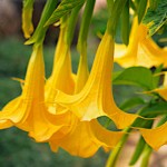 Μπρουγκμάνσια Χρυσή Κίτρινη - Σάλπιγγα των Αγγέλων Κίτρινη