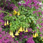 Μπρουγκμάνσια Χρυσή Κίτρινη - Σάλπιγγα των Αγγέλων Κίτρινη