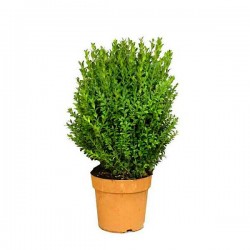 Common Boxwood (Buxus sempervirens) Shrub Common Boxwood (Buxus sempervirens) Shrubs