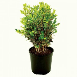 Πυξάρια Φόκνερ ή Μπούξοι Φόκνερ (Buxus microphylla Faulkner)