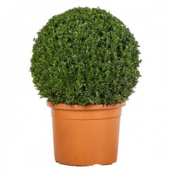 Box Topiary Ball (Buxus spp.) Shrub Box Topiary Ball (Buxus spp.) Shrubs