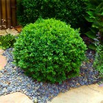 Box Topiary Ball (Buxus spp.) Shrub Box Topiary Ball (Buxus spp.) Shrubs