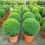 Box Topiary Ball (Buxus spp.) Shrub Box Topiary Ball (Buxus spp.) Shrubs