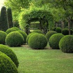 Box Topiary Ball (Buxus spp.) Shrub Box Topiary Ball (Buxus spp.) Shrubs