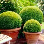 Box Topiary Ball (Buxus spp.) Shrub Box Topiary Ball (Buxus spp.) Shrubs