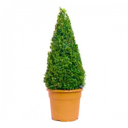 Box Topiary Cone (Buxus spp.) Shrub Box Topiary Cone (Buxus spp.) Shrubs